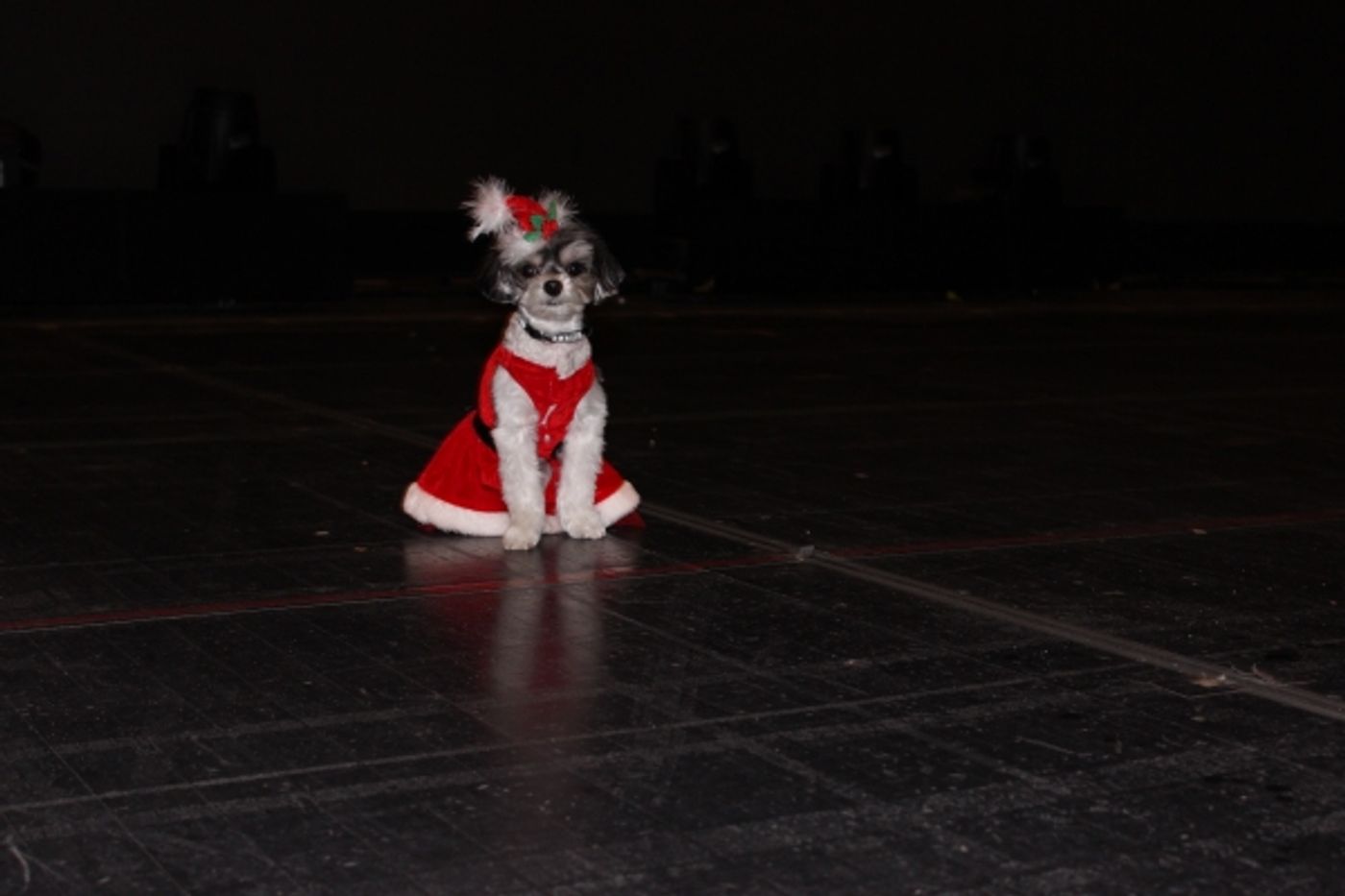 Photo Flash: Tinkerbelle the Dog Visits RADIO CITY CHRISTMAS SPECTACULAR & ROCKETTES  Image