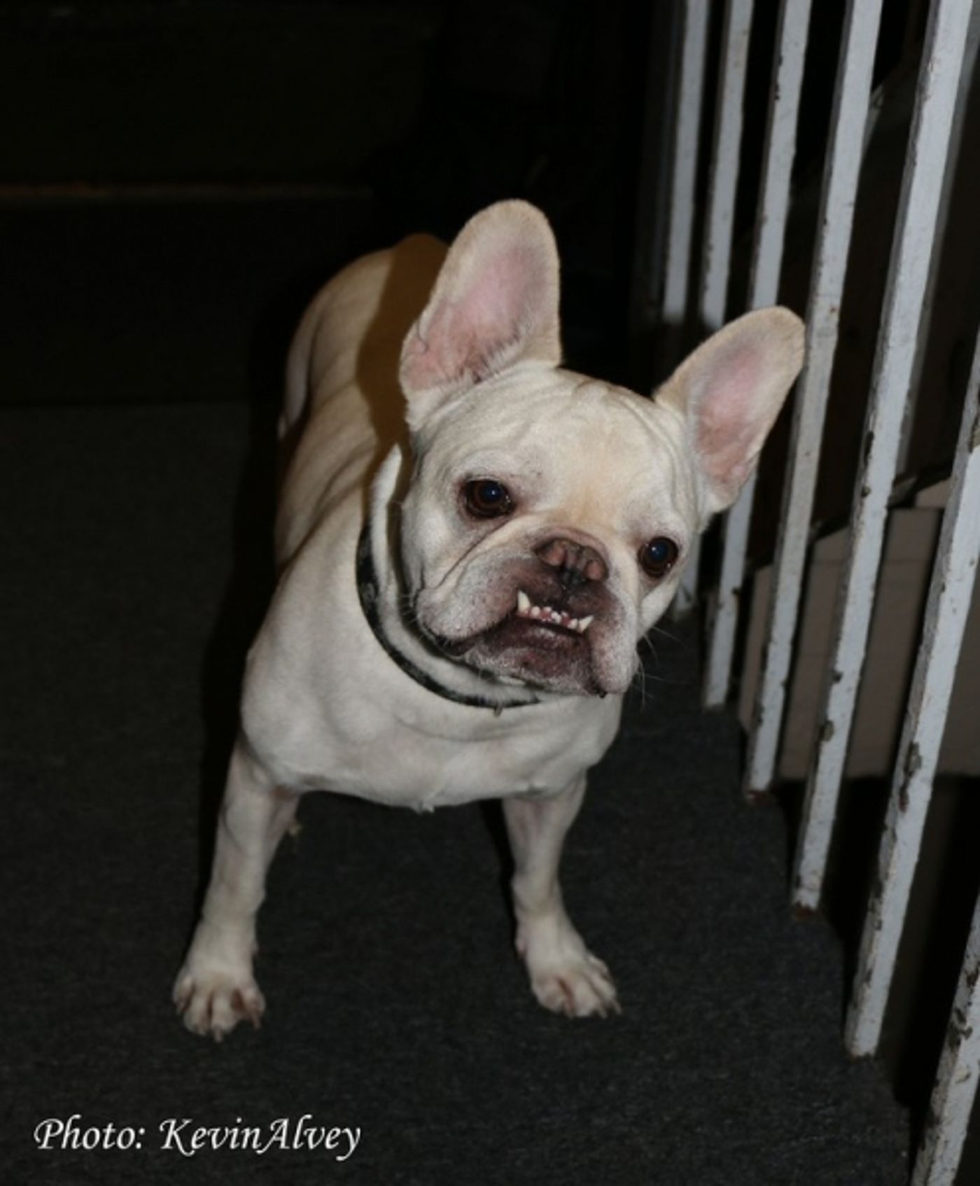 Photo Flash: Daniel Reichard Performs UNDER THE MISTLETOE! at Birdland Photo Flash: Daniel Reichard Performs UNDER THE MISTLETOE! at Birdland Image