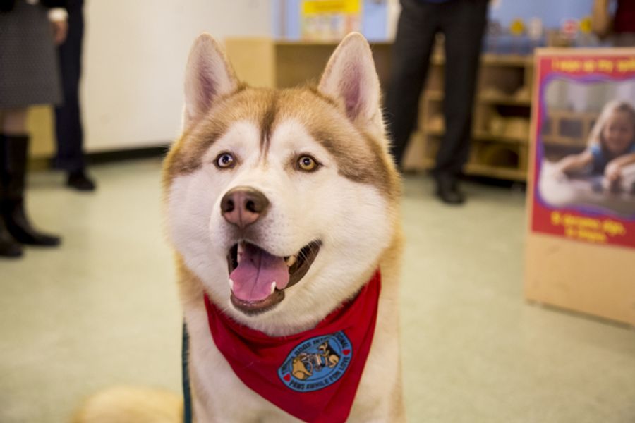Photo Flash: WKC Dog, Stoli Siberian Husky Ringo, Visits Kids at Homeless Shelter Image
