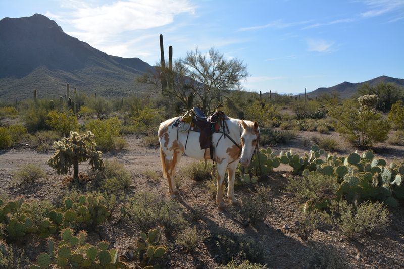 Photo Coverage: Inside the High Chaparral Reunion 2016 — photo 46 of 60