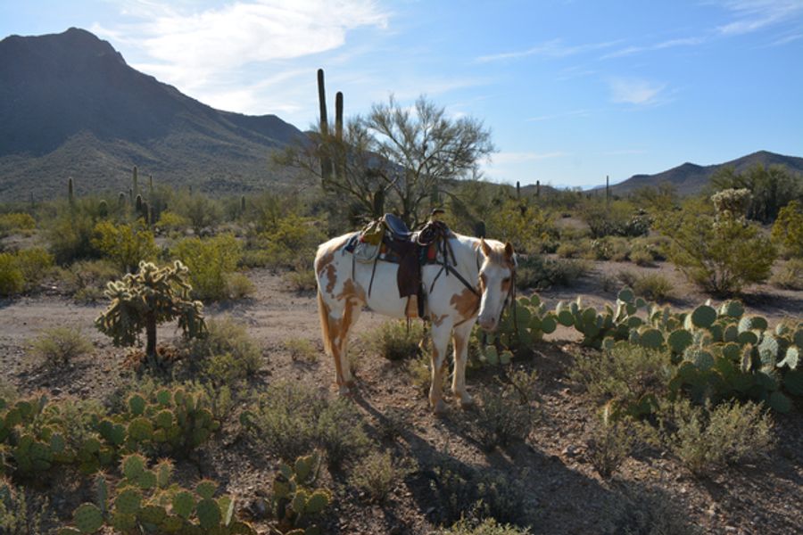 Photo Coverage: Inside the High Chaparral Reunion 2016 Image
