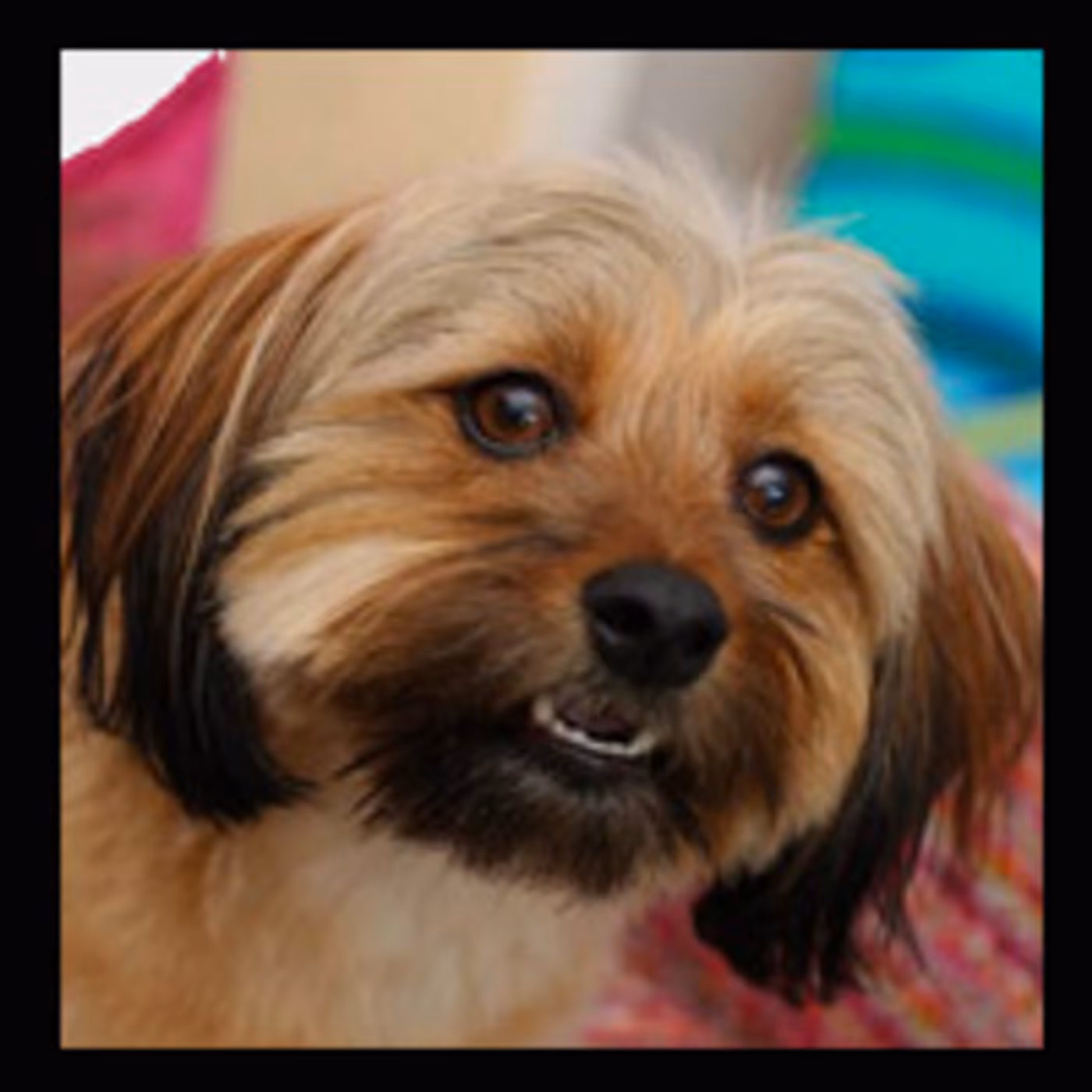 BWW Exclusive: TAILS OF BROADWAY- Sutton Foster Cuddles Up with Her Perfect Pooch, Mabel!  Image