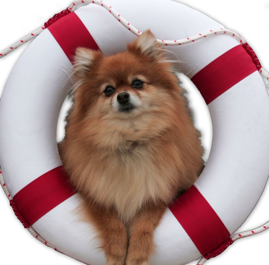 Photo Flash: Rashidra Scott and Company Get in Costume for Goodspeed's ANYTHING GOES Image
