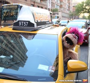 Trekkie Monster drives a New York City 'Avenue Q' @ BroadwayWorld Trekkie Monster drives a New York City 'Avenue Q' Photo