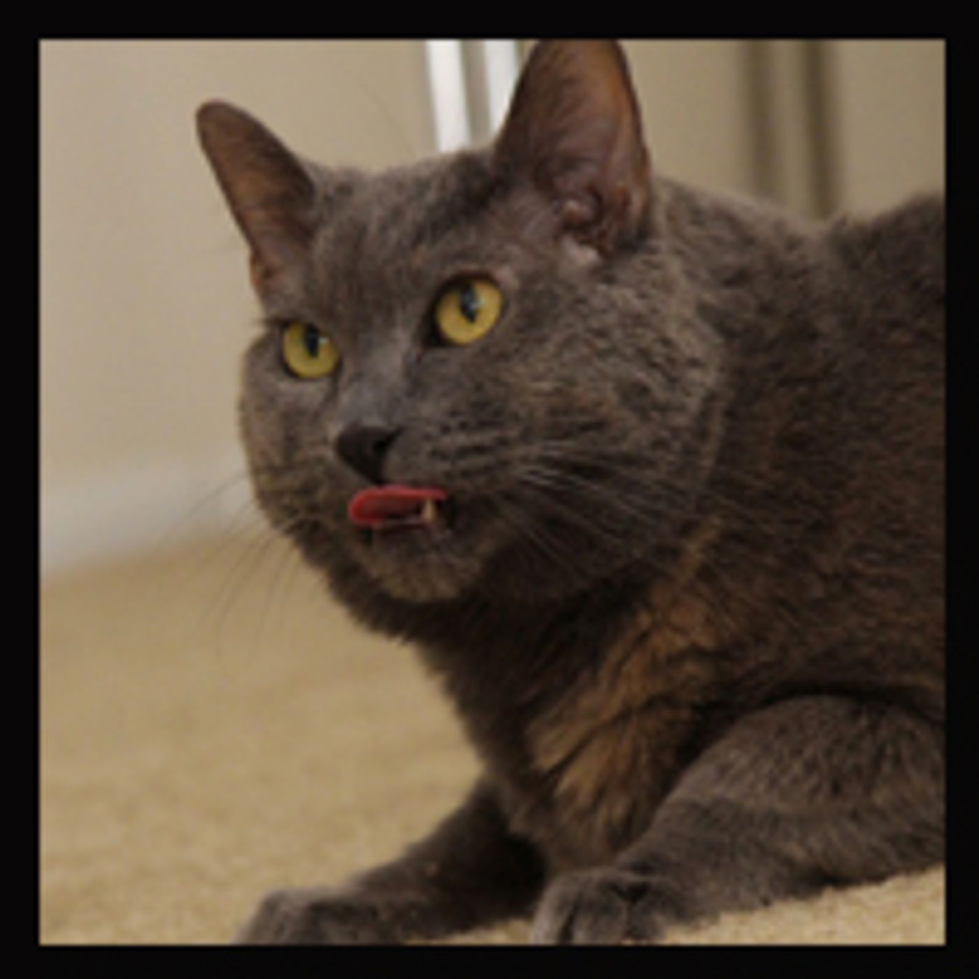 BWW Exclusive: TAILS OF BROADWAY- Meet James Monroe Iglehart's Purrrfect Pal, Zoe!  Image