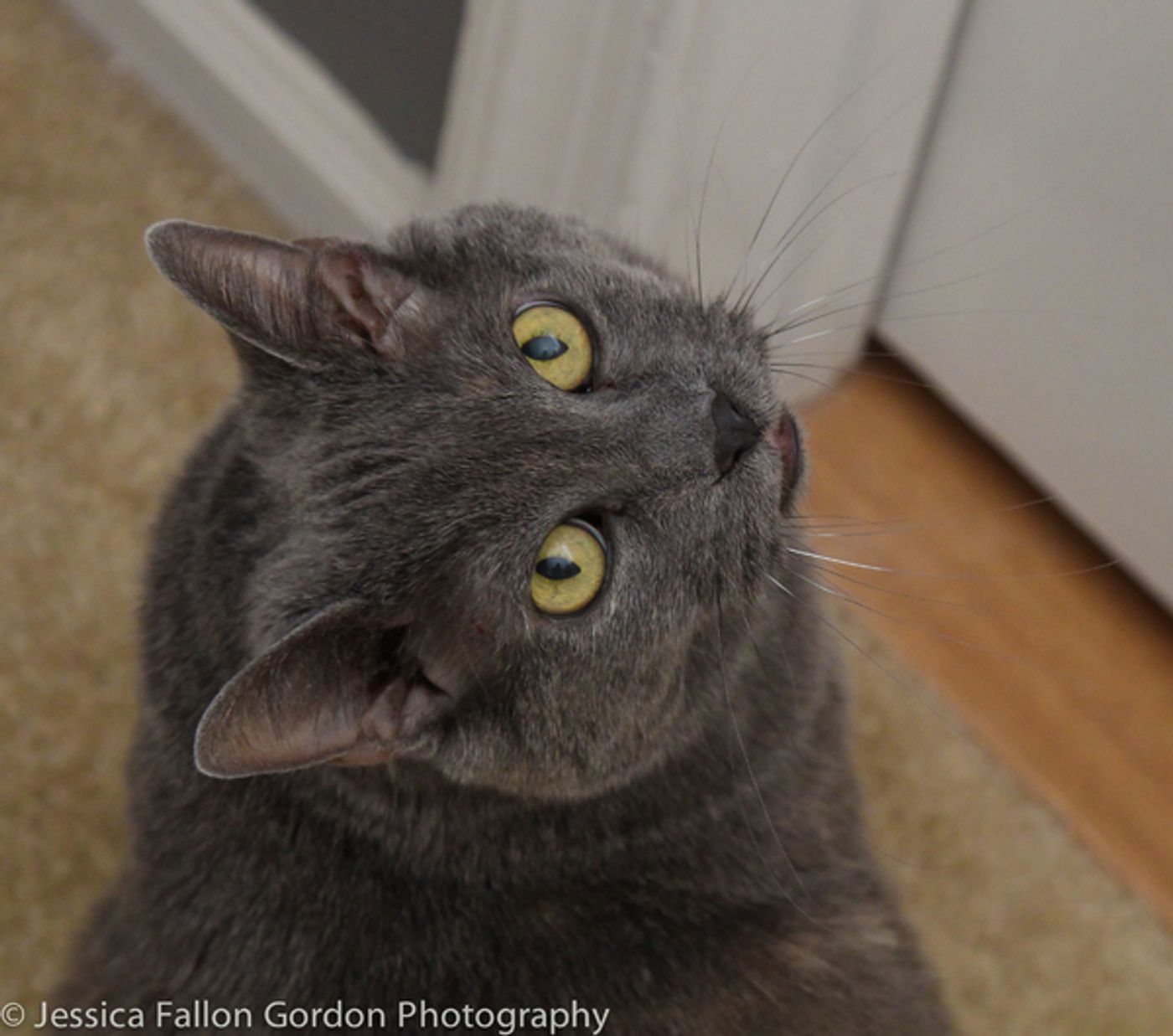 BWW Exclusive: TAILS OF BROADWAY- Meet James Monroe Iglehart's Purrrfect Pal, Zoe!  Image