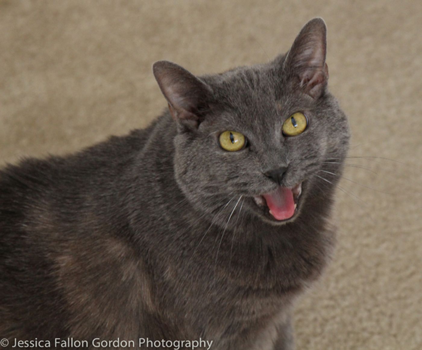 BWW Exclusive: TAILS OF BROADWAY- Meet James Monroe Iglehart's Purrrfect Pal, Zoe!  Image