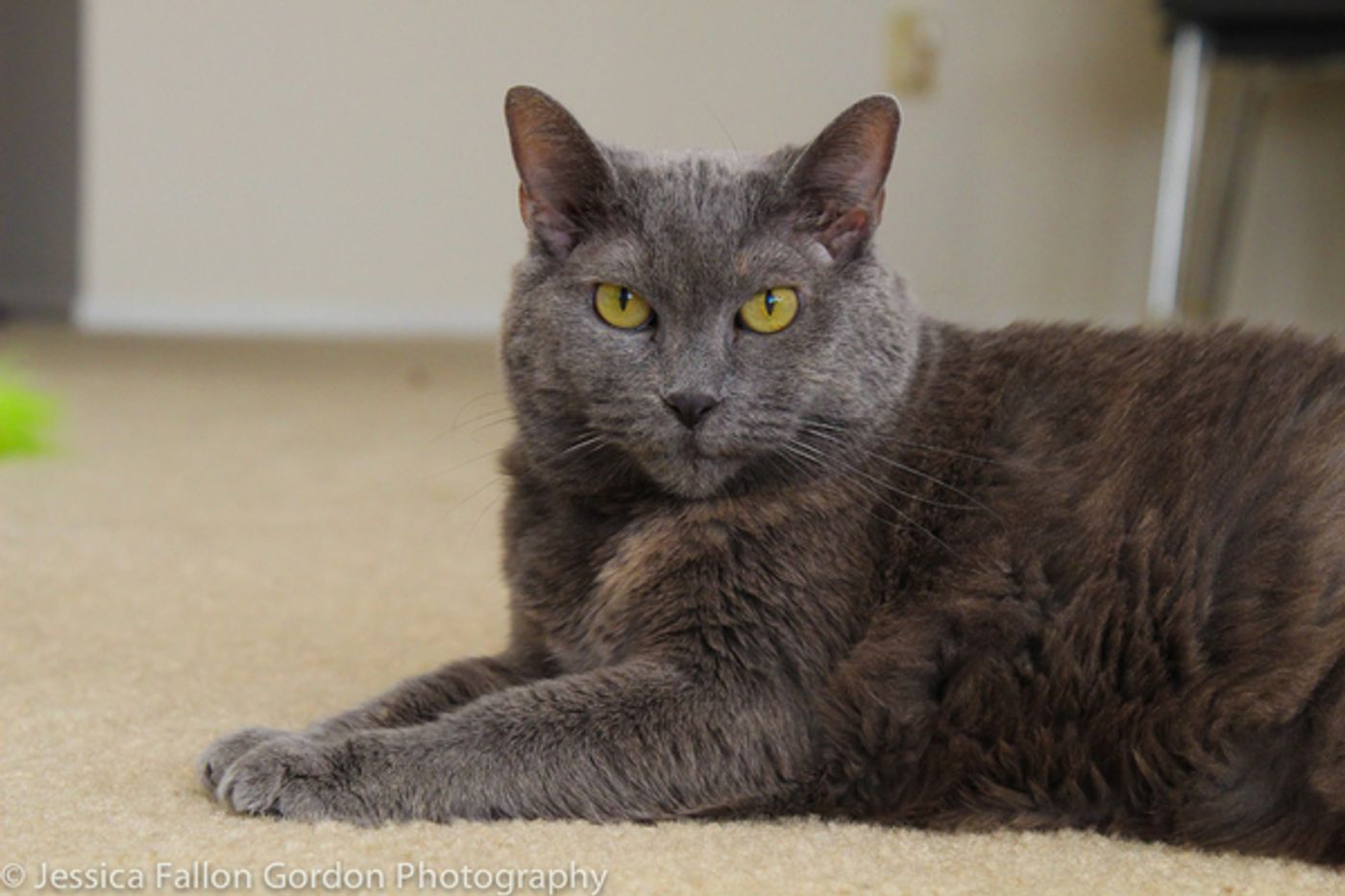 BWW Exclusive: TAILS OF BROADWAY- Meet James Monroe Iglehart's Purrrfect Pal, Zoe!  Image
