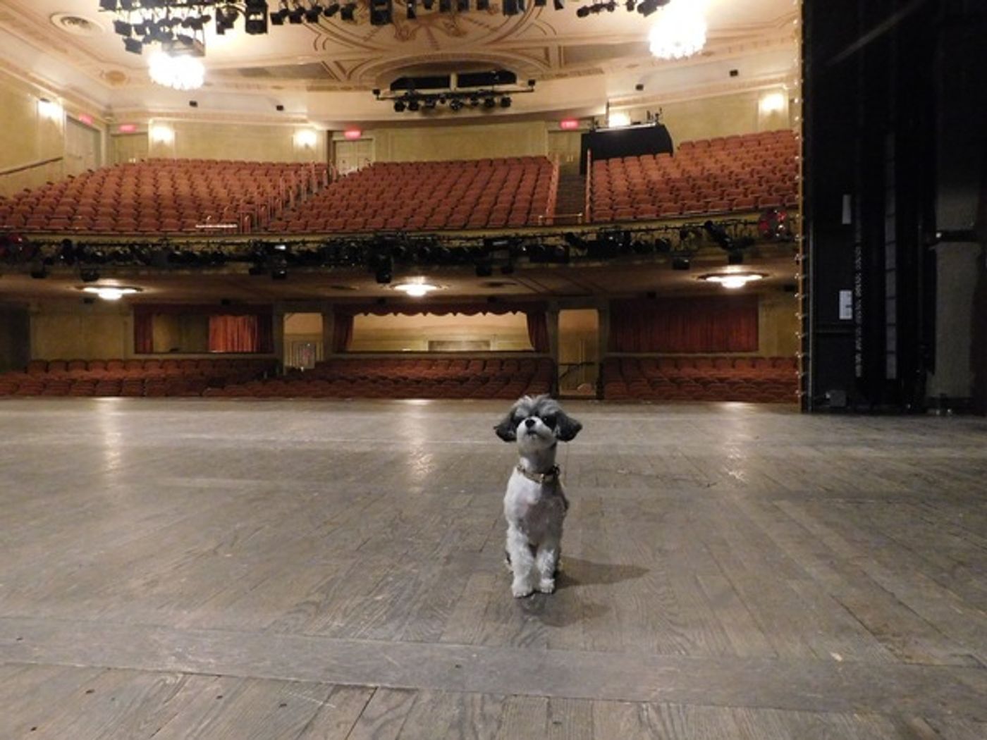 Photo Flash: Tinkerbelle the Dog Visits Broadway's SHUFFLE ALONG  Image
