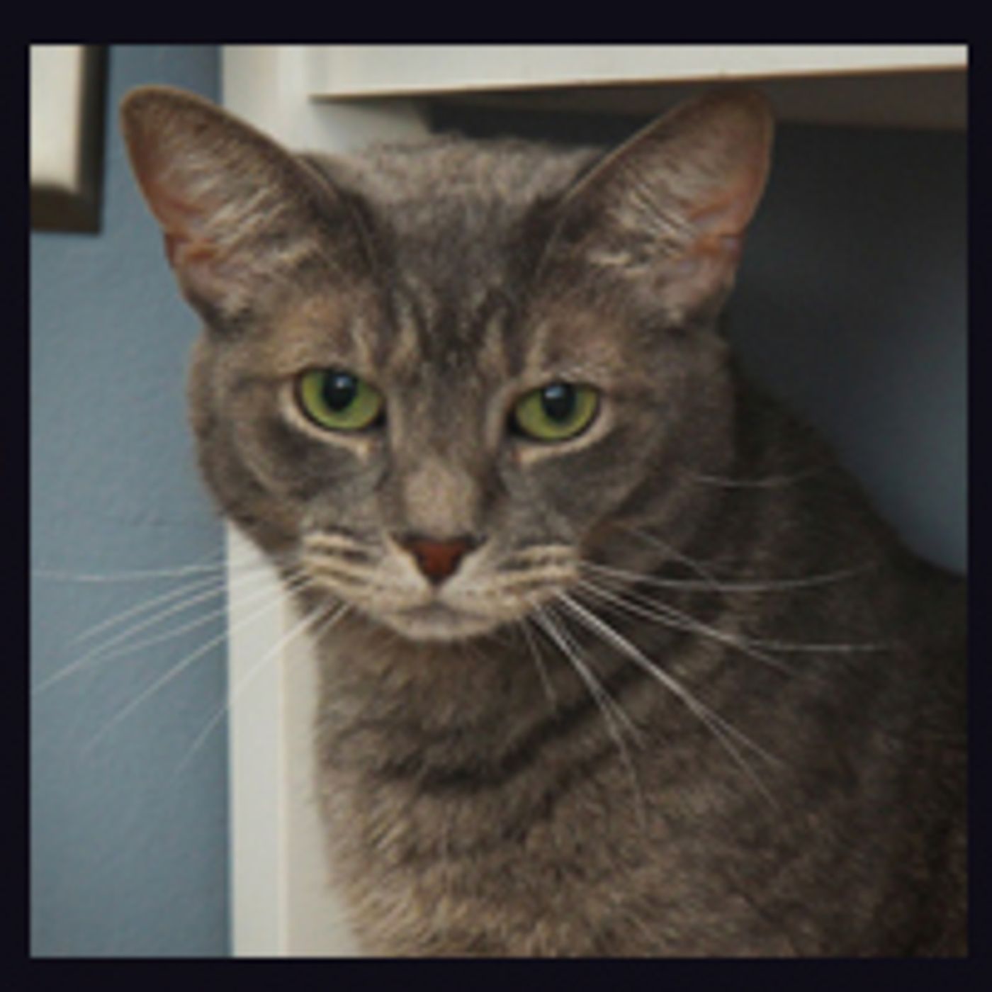 BWW Exclusive: TAILS OF BROADWAY- Meet Sierra Boggess' Broadway Kitties- Celie & Olivia!  Image