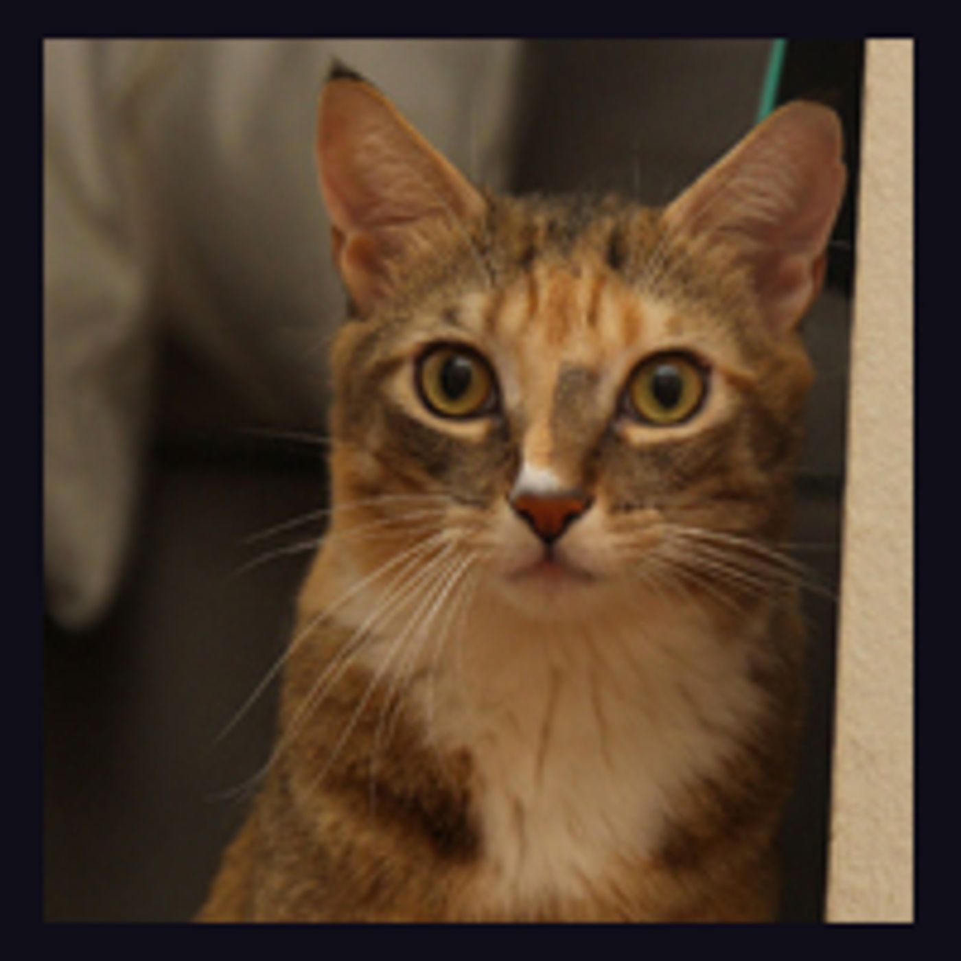 BWW Exclusive: TAILS OF BROADWAY- Meet Sierra Boggess' Broadway Kitties- Celie & Olivia!  Image