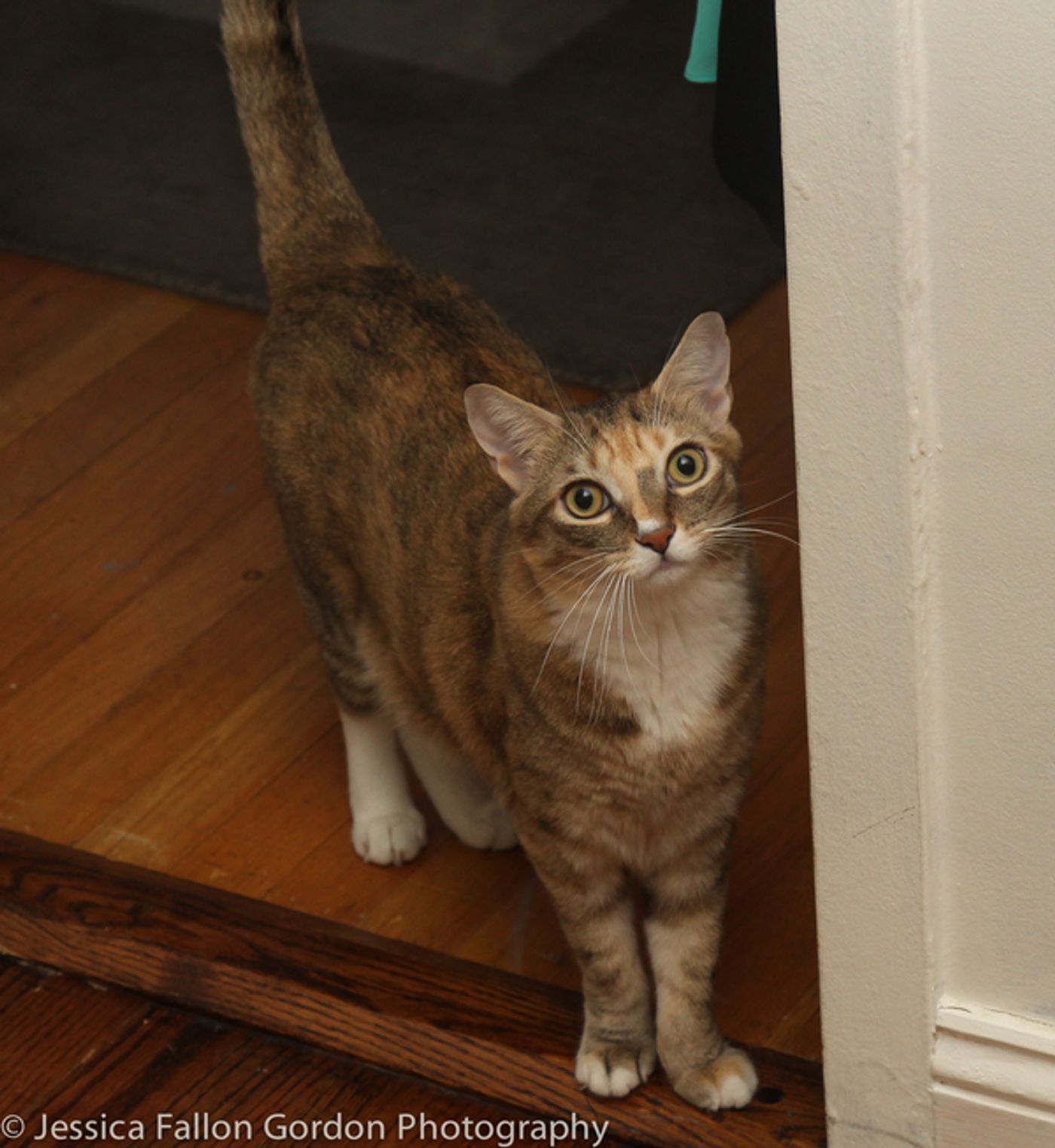 BWW Exclusive: TAILS OF BROADWAY- Meet Sierra Boggess' Broadway Kitties- Celie & Olivia!  Image