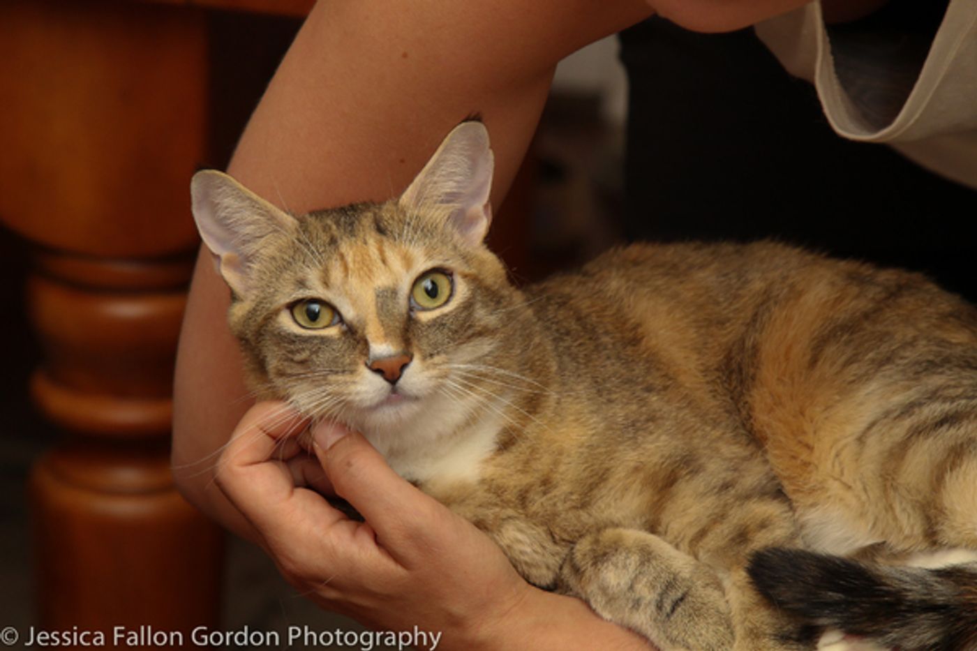 BWW Exclusive: TAILS OF BROADWAY- Meet Sierra Boggess' Broadway Kitties- Celie & Olivia!  Image