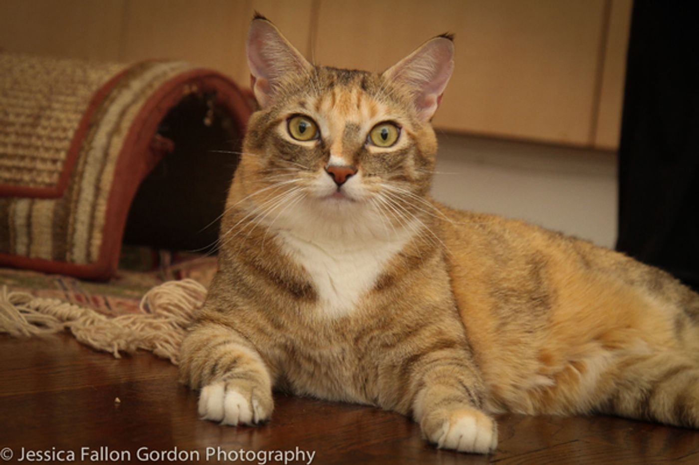 BWW Exclusive: TAILS OF BROADWAY- Meet Sierra Boggess' Broadway Kitties- Celie & Olivia!  Image