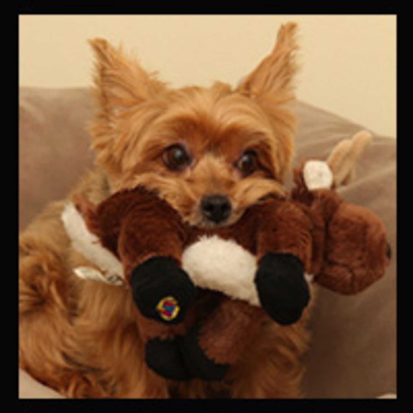 BWW Exclusive: TAILS OF BROADWAY- HAMILTON's Lexi Lawson Works it with Seven!  Image