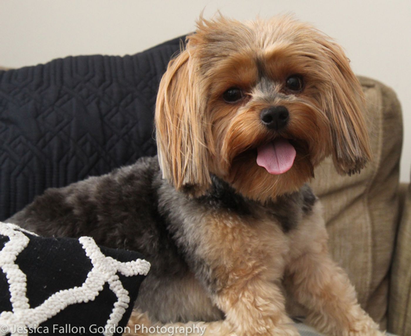 BWW Exclusive: TAILS OF BROADWAY- Josh Segarra Snuggles with Suzy! Image