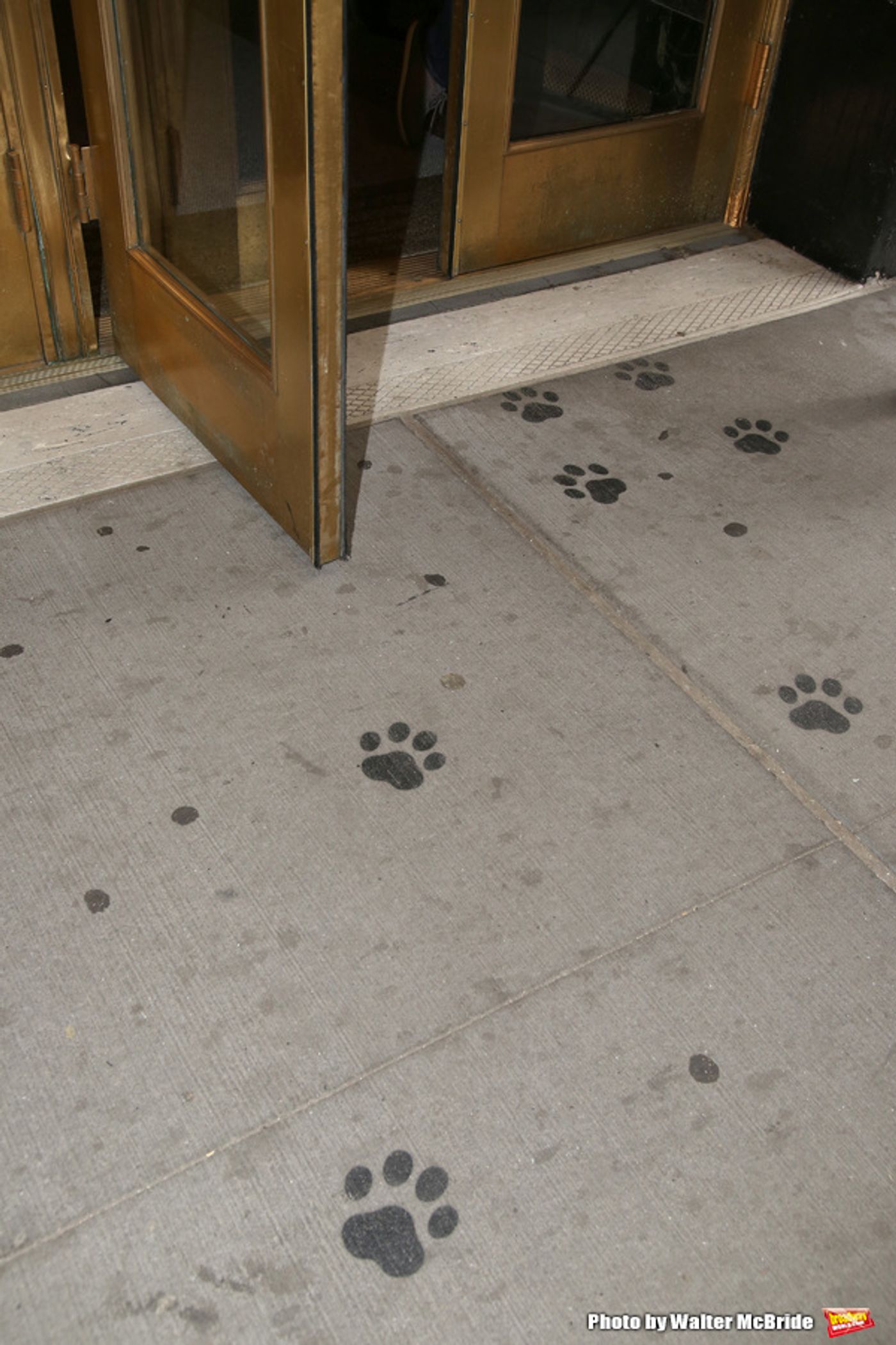 Photo Coverage: The Purrrrfect Cast Gets Ready to Bring CATS Back to Broadway!  Image