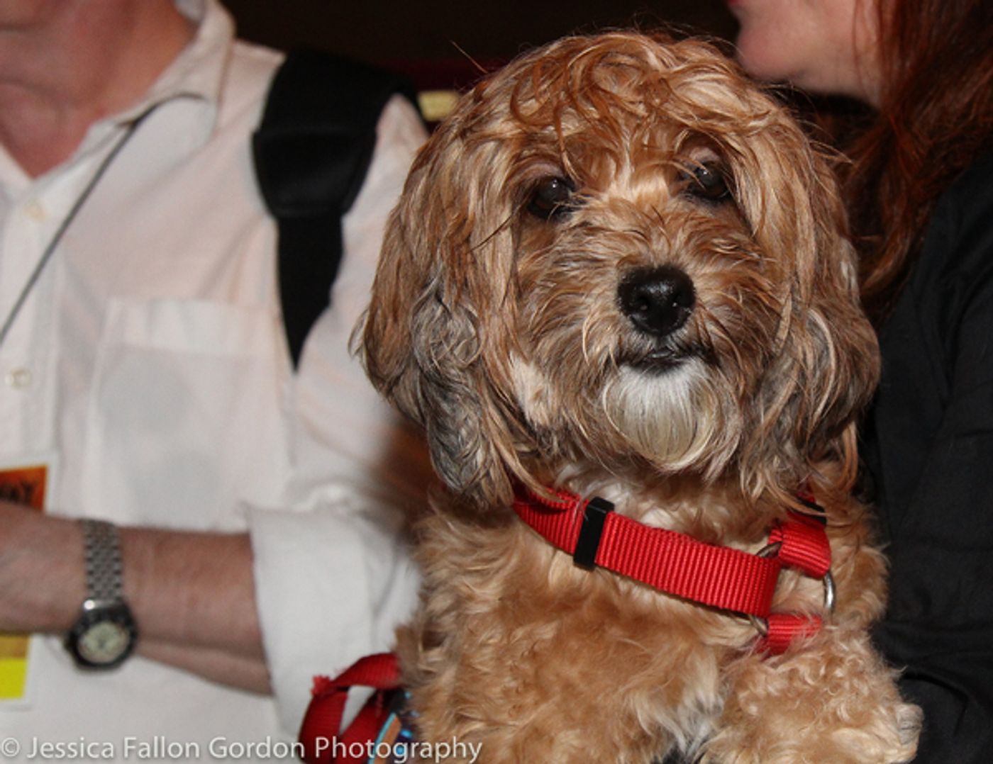 Photo Coverage: It's Puppy Love- Go Inside 18th Annual Broadway Barks!  Image