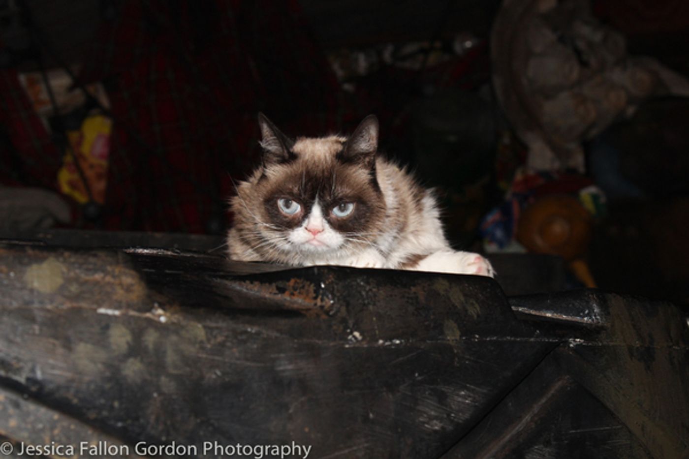 Photo Coverage: Grumpy Cat Pounces Onto Broadway!  Image