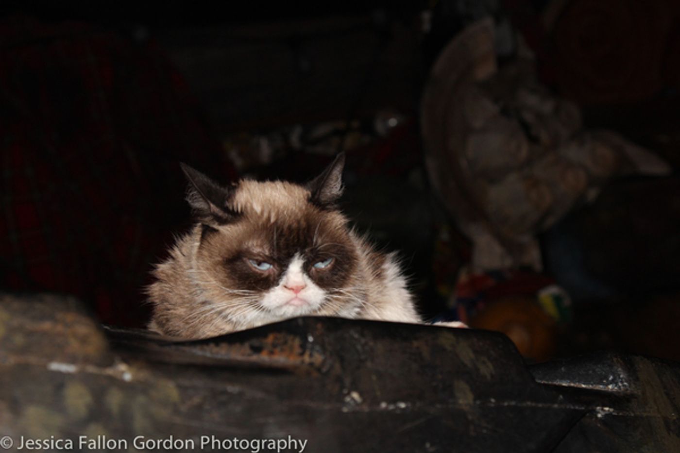 Photo Coverage: Grumpy Cat Pounces Onto Broadway!  Image