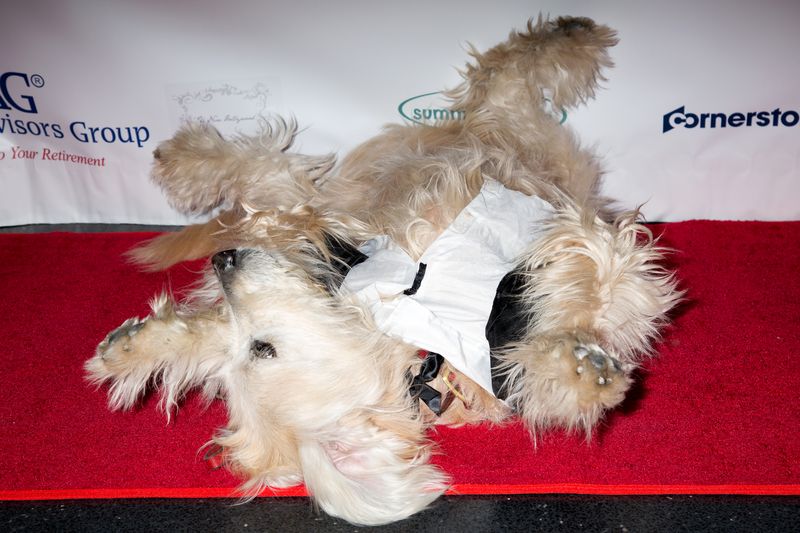 Photo Coverage: Broadway Unites to Sniff Out Cancer at Joe's Pub! — photo 44 of 54
