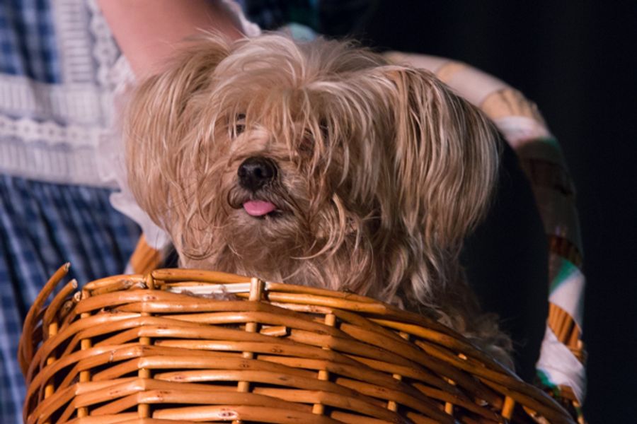 Photo Coverage: First Look at Westgate Theatre Co. and Carriage Place Players' THE WIZARD OF OZ Image