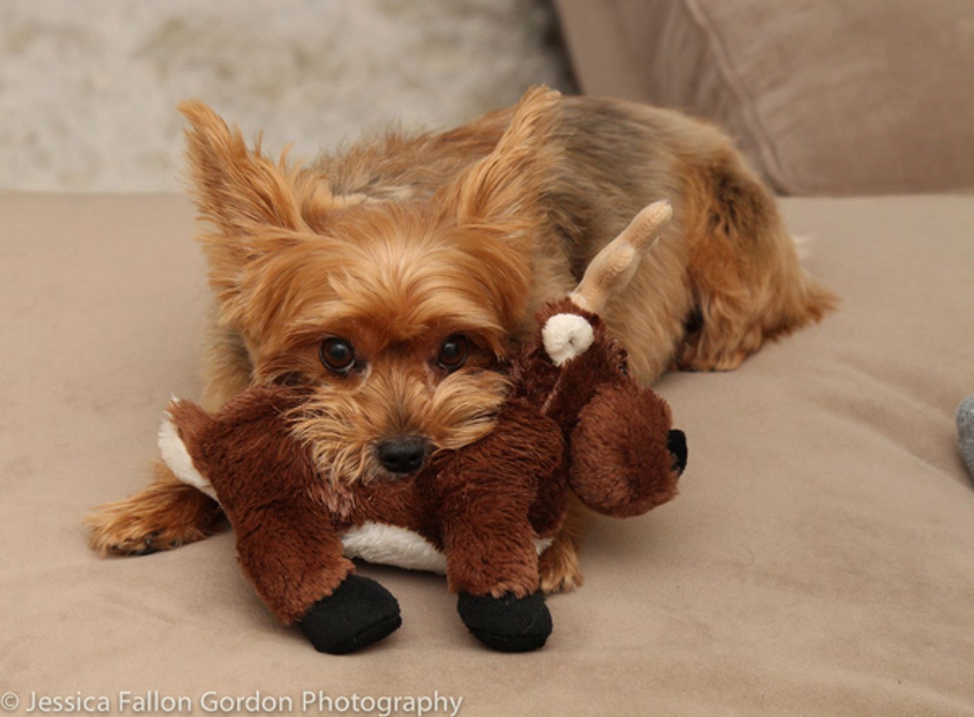 BWW Exclusive: TAILS OF BROADWAY- HAMILTON's Lexi Lawson Works it with Seven!  Image