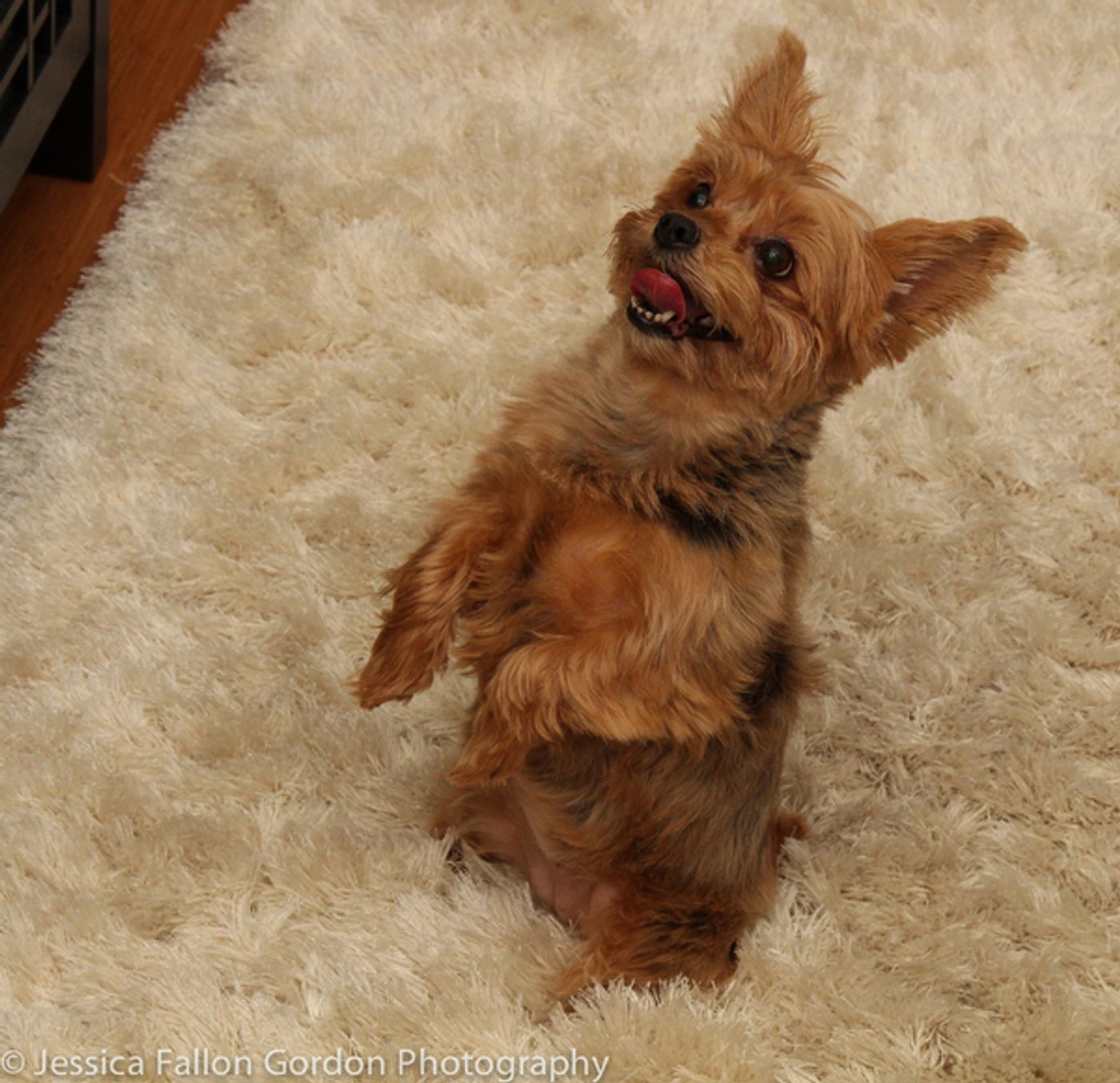 BWW Exclusive: TAILS OF BROADWAY- HAMILTON's Lexi Lawson Works it with Seven!  Image