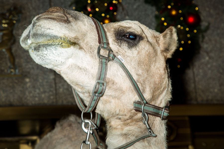 Photo Coverage: The Animals Flock to Radio City Music Hall to Take Their Places for the Living Nativity Image