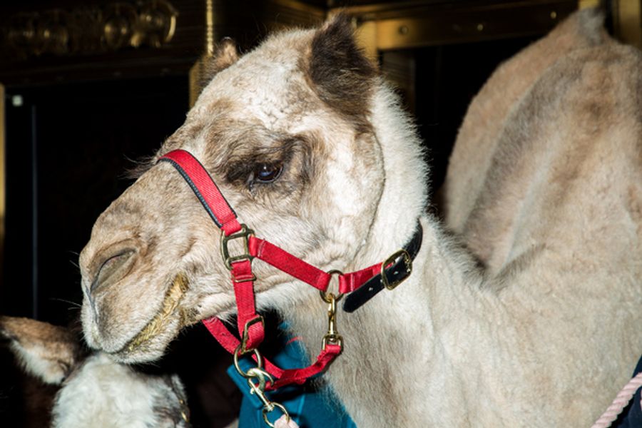Photo Coverage: The Animals Flock to Radio City Music Hall to Take Their Places for the Living Nativity Image