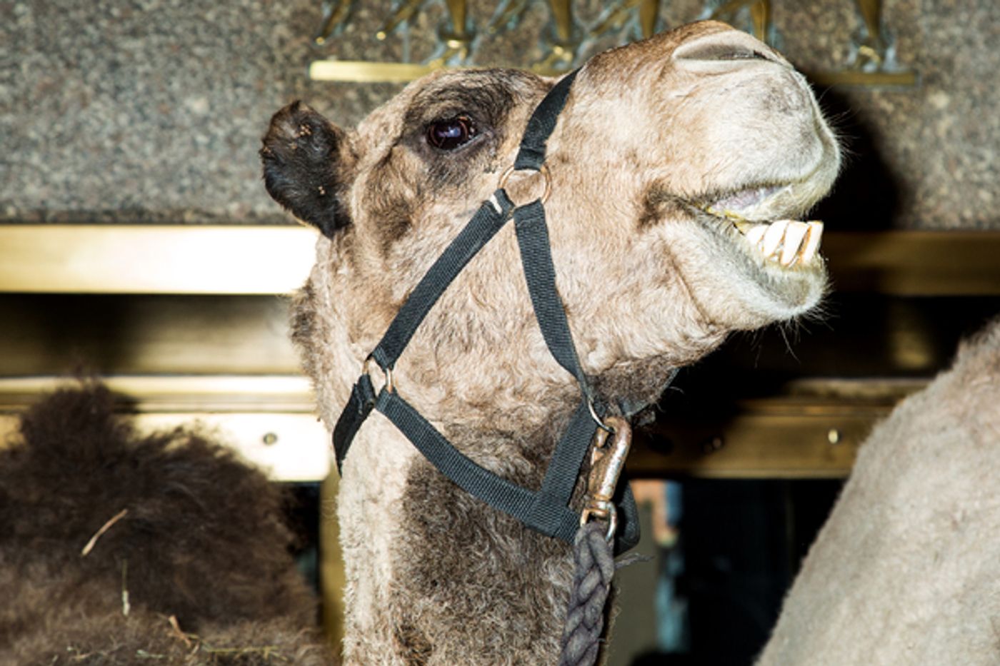 Photo Coverage: The Animals Flock to Radio City Music Hall to Take Their Places for the Living Nativity  Image