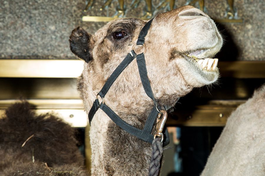 Photo Coverage: The Animals Flock to Radio City Music Hall to Take Their Places for the Living Nativity Image