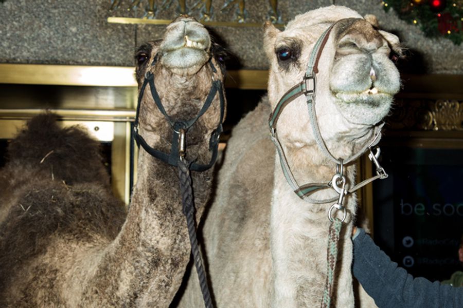 Photo Coverage: The Animals Flock to Radio City Music Hall to Take Their Places for the Living Nativity Image