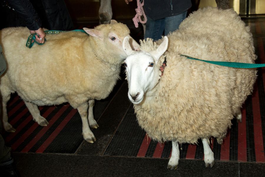 Photo Coverage: The Animals Flock to Radio City Music Hall to Take Their Places for the Living Nativity Image