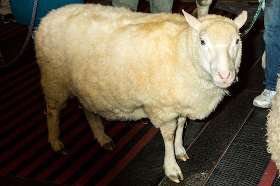 Photo Coverage: The Animals Flock to Radio City Music Hall to Take Their Places for the Living Nativity Image