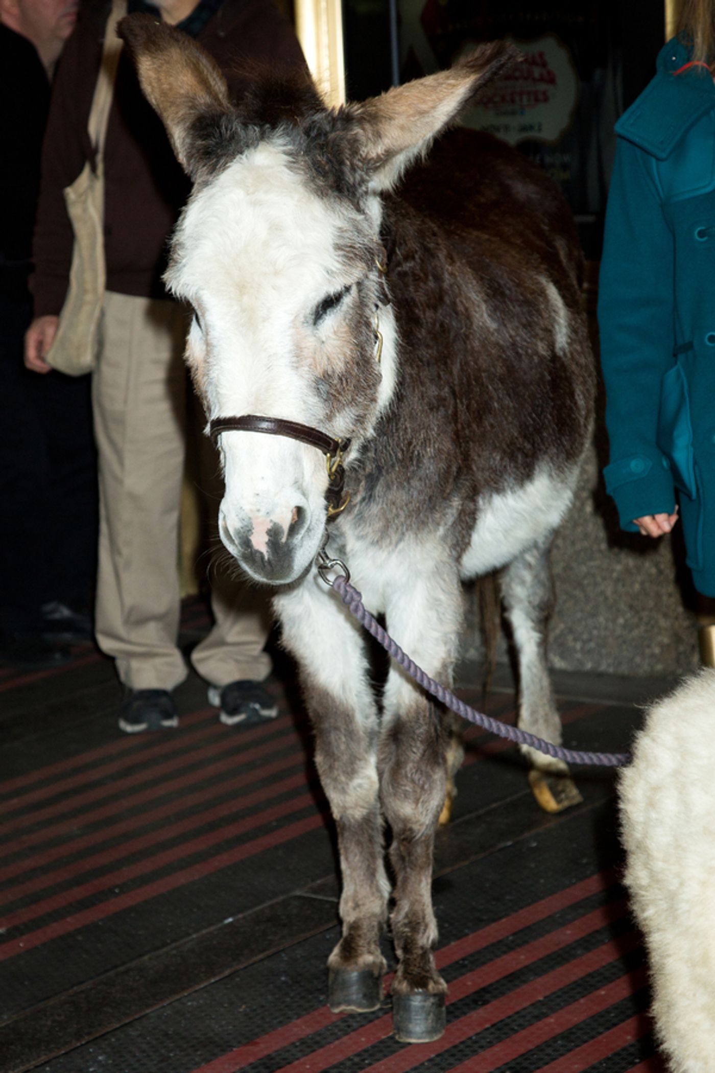 Photo Coverage: The Animals Flock to Radio City Music Hall to Take Their Places for the Living Nativity  Image