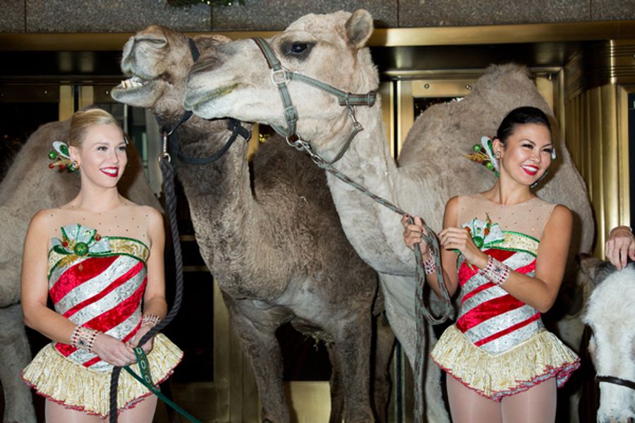 Photo Coverage: The Animals Flock to Radio City Music Hall to Take Their Places for the Living Nativity Image