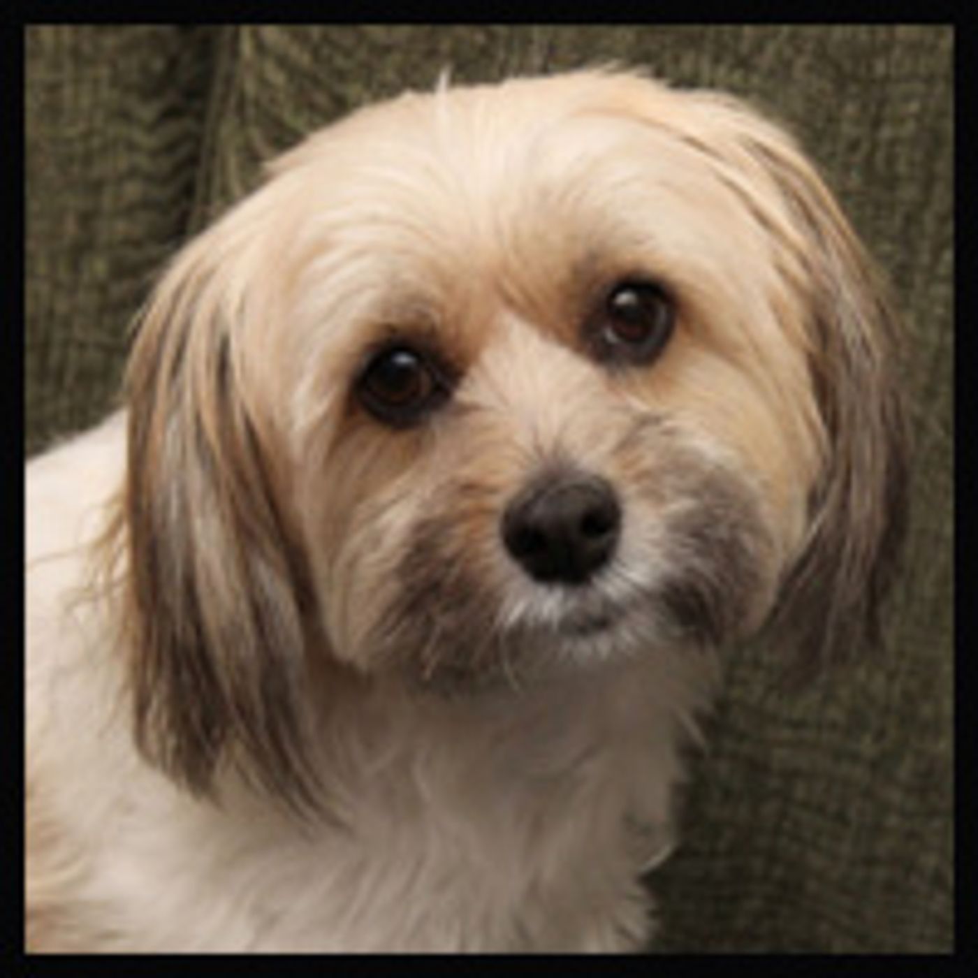 BWW Exclusive: TAILS OF BROADWAY- Meet Julia Murney's Playful Pup- Pepper!  Image