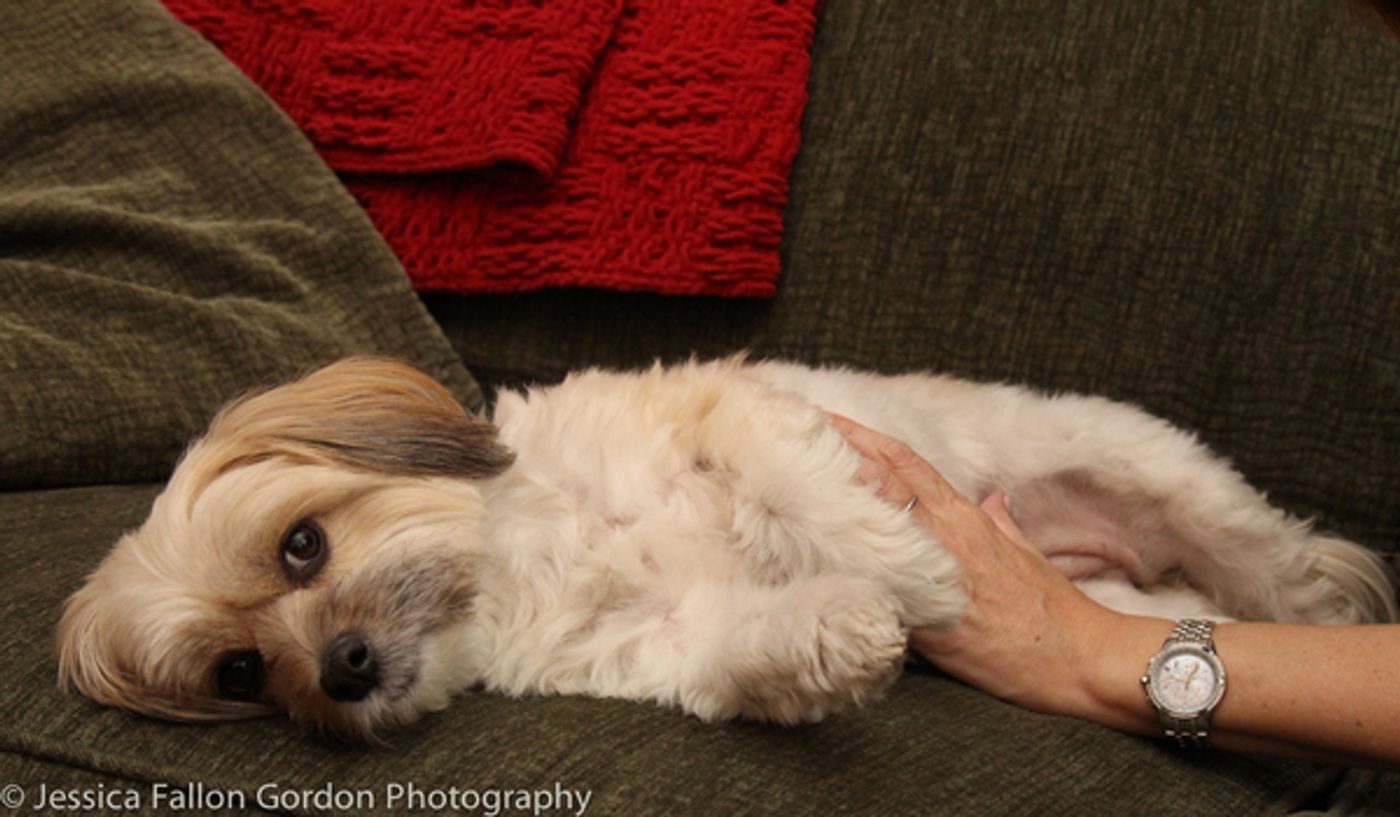 BWW Exclusive: TAILS OF BROADWAY- Meet Julia Murney's Playful Pup- Pepper!  Image