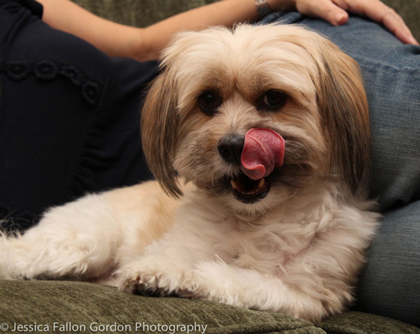 BWW Exclusive: TAILS OF BROADWAY- Meet Julia Murney's Playful Pup- Pepper!  Image