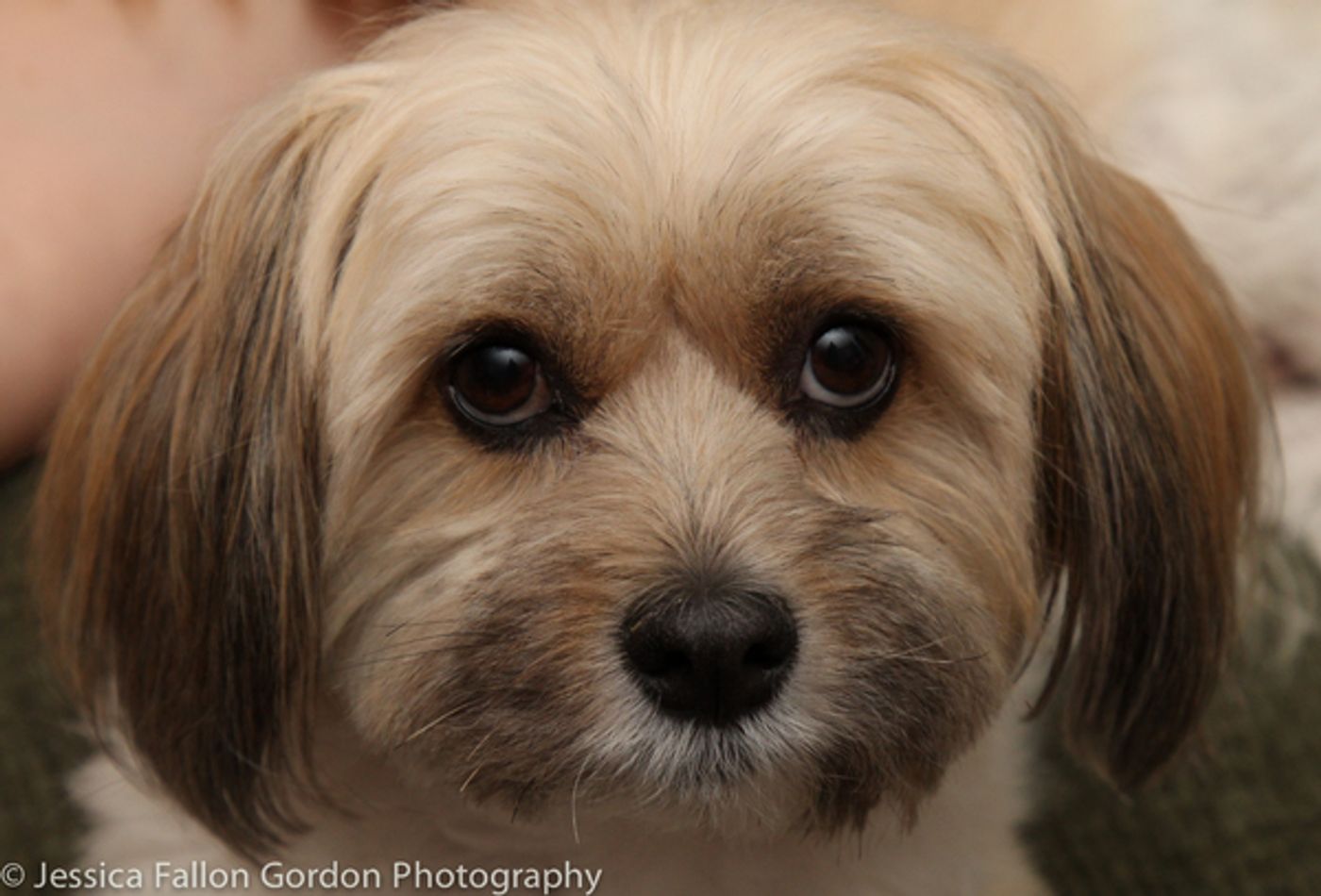 BWW Exclusive: TAILS OF BROADWAY- Meet Julia Murney's Playful Pup- Pepper!  Image