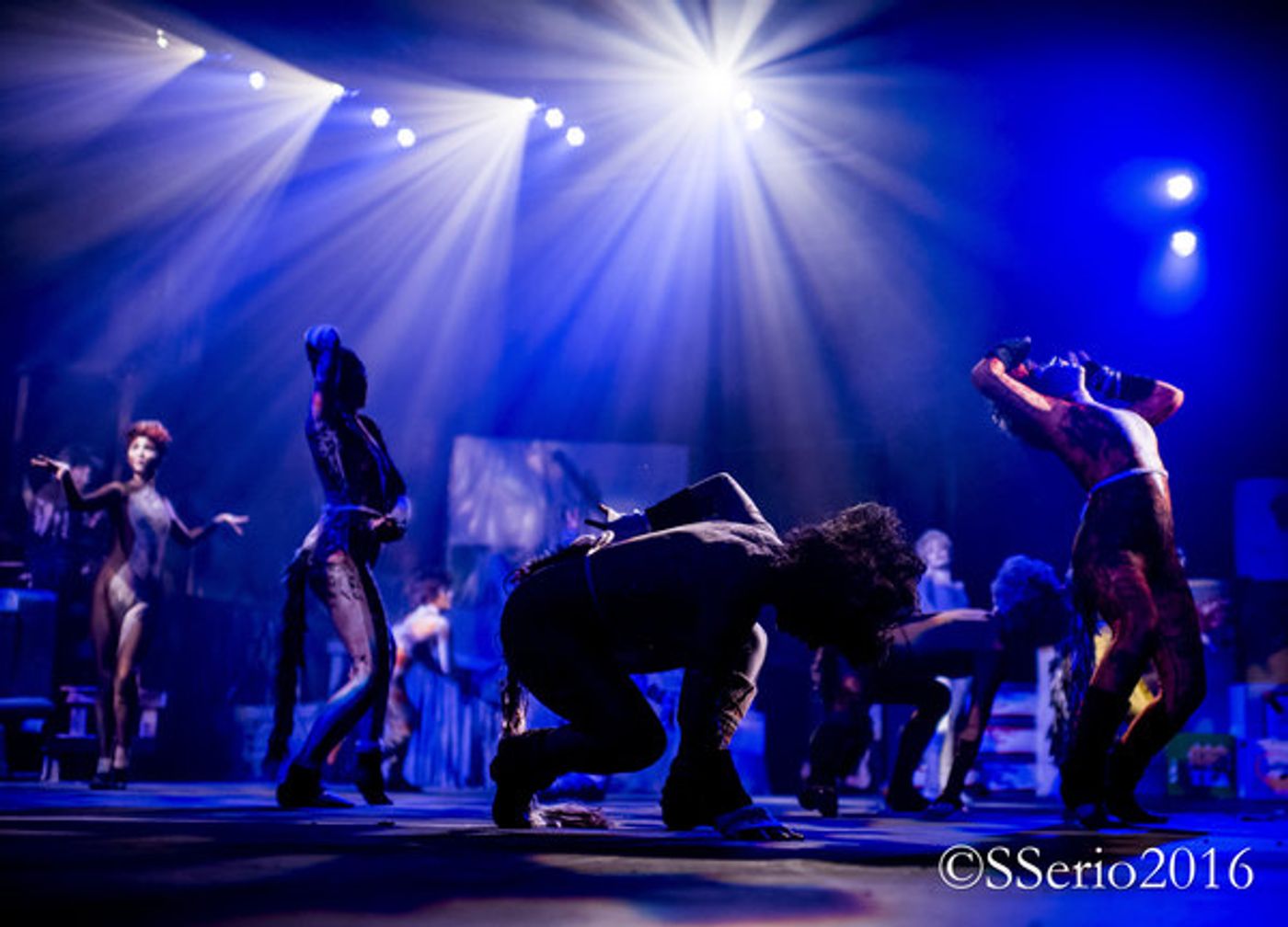 BWW Preview: CATS THE MUSICAL at Milburn Stone Theatre  Image