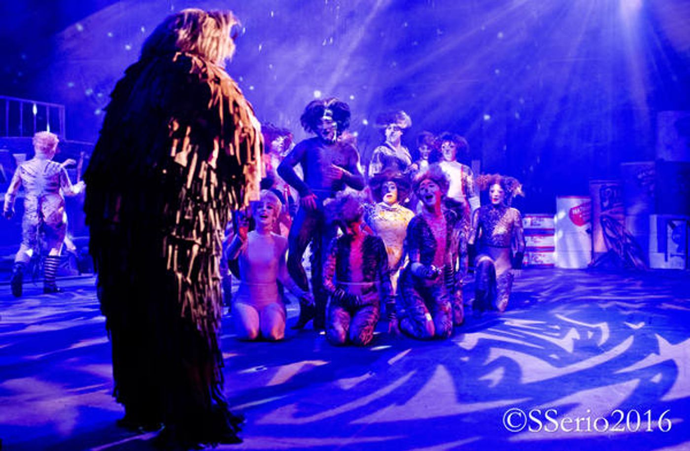 BWW Preview: CATS THE MUSICAL at Milburn Stone Theatre  Image
