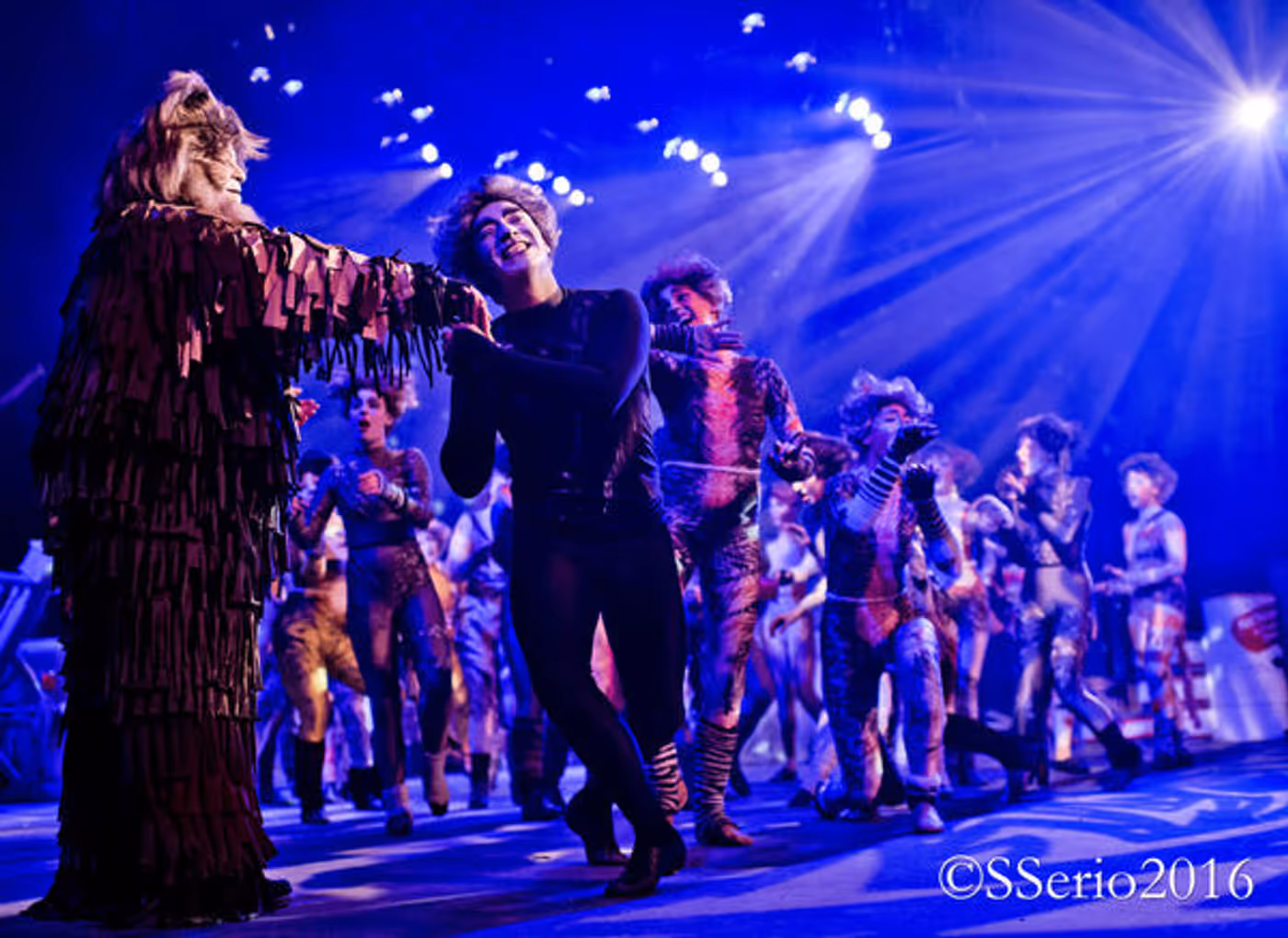 BWW Preview: CATS THE MUSICAL at Milburn Stone Theatre  Image