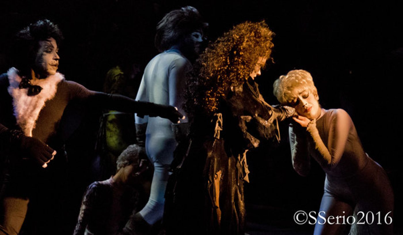 BWW Preview: CATS THE MUSICAL at Milburn Stone Theatre  Image