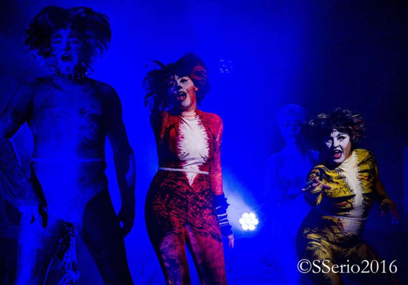 BWW Preview: CATS THE MUSICAL at Milburn Stone Theatre  Image