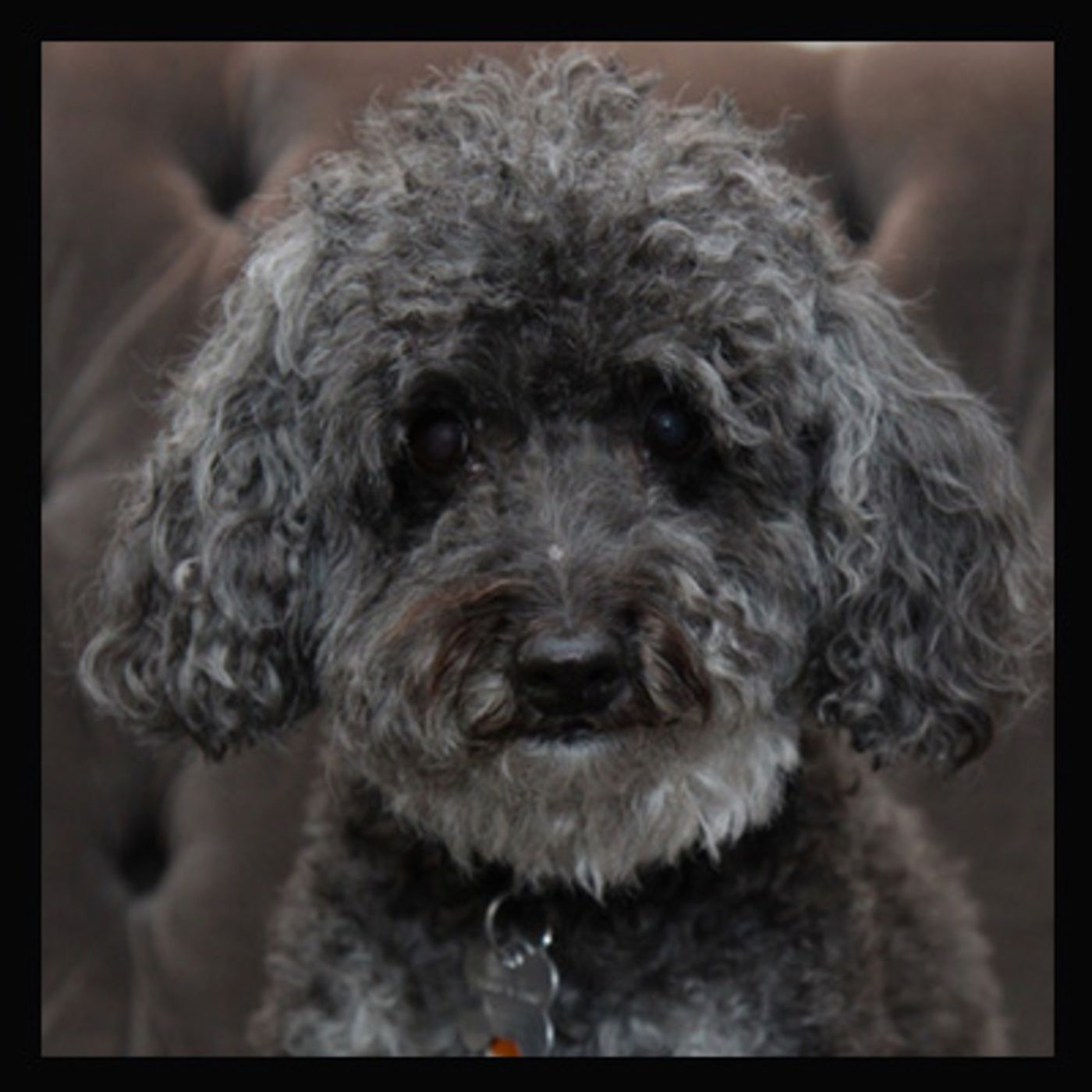 BWW Exclusive: TAILS OF BROADWAY- Beowulf Boritt Gets Hugs from Hermione  Image