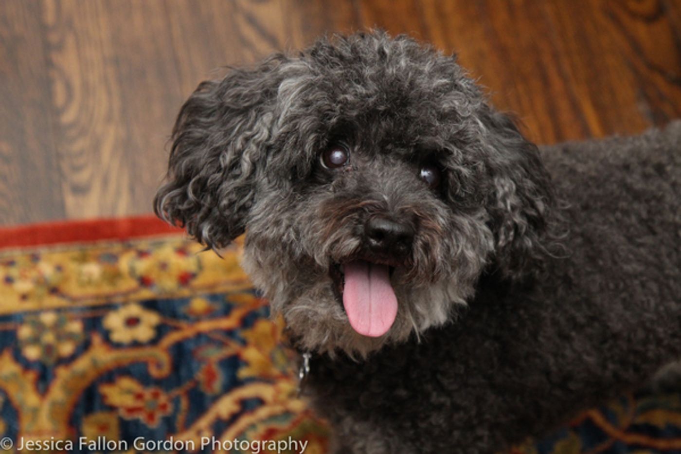 BWW Exclusive: TAILS OF BROADWAY- Beowulf Boritt Gets Hugs from Hermione  Image