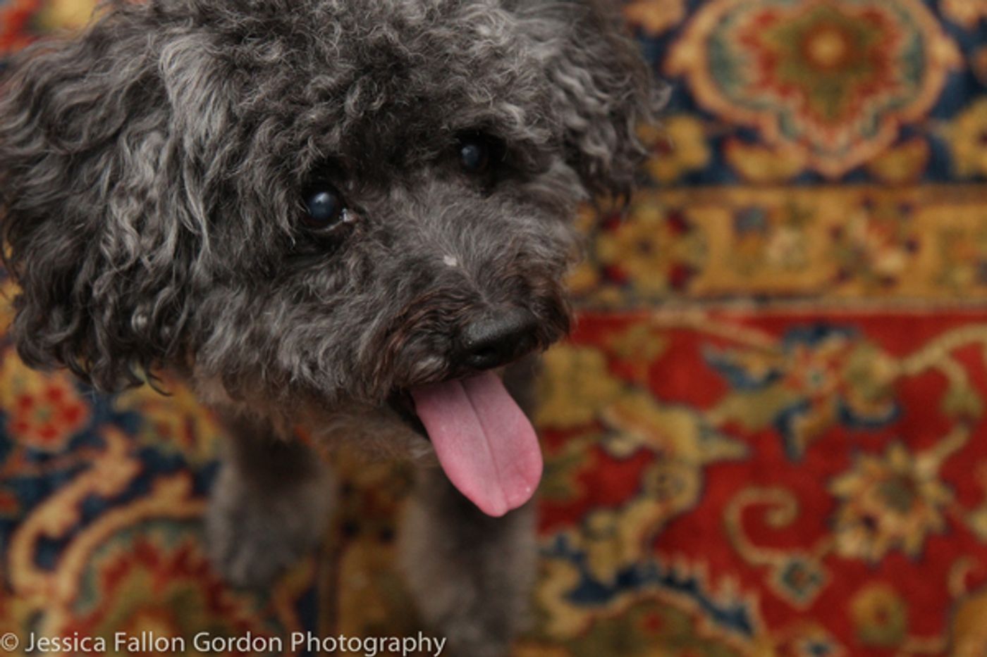 BWW Exclusive: TAILS OF BROADWAY- Beowulf Boritt Gets Hugs from Hermione  Image