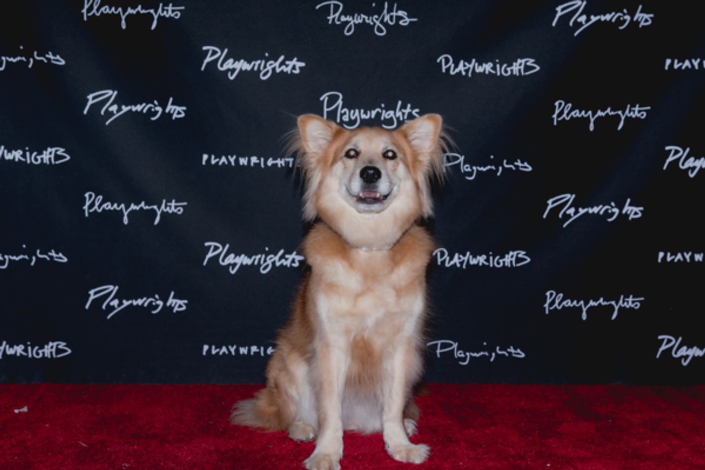 Photo Flash: RANCHO VIEJO Celebrates Opening Night at Playwrights Horizons  Image